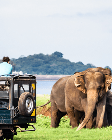 Jungle Safari